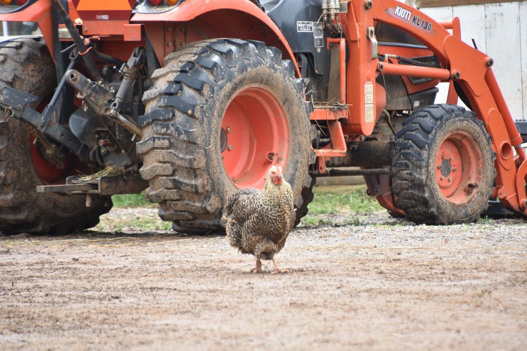 mimosa farm 2019 185 (1024x683).jpg